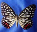 Chinese Red-spotted Butterfly.jpg