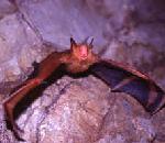 Korean Orange Whiskered Bat.jpg