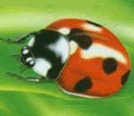 Seven-spotted Ladybug.jpg