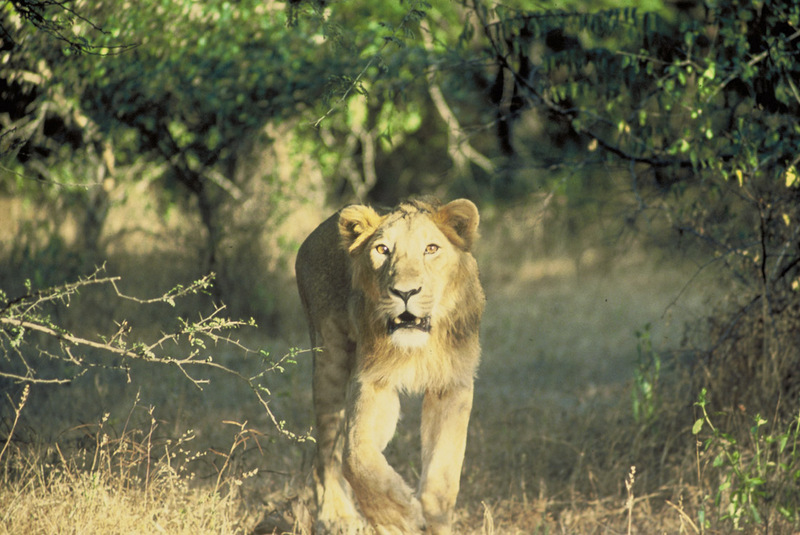 Asiatic Lion.jpg