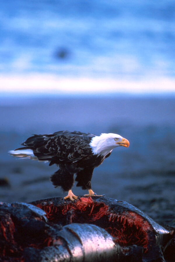Bald Eagle on Whale Carcass.jpg