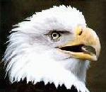 Bald Eagle.jpg