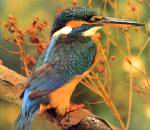 Common Kingfisher.jpg