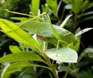 Japanese broad-winged katydid.jpg