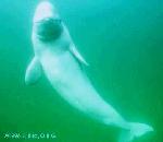 Beluga Whale.jpg