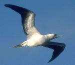 Red-footed Booby.jpg