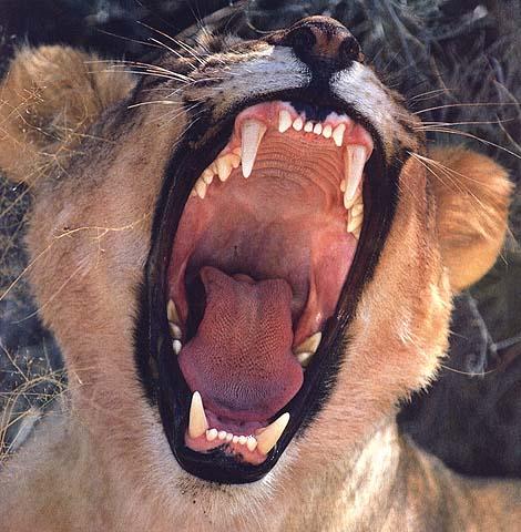 wilcat-African Lioness.jpg