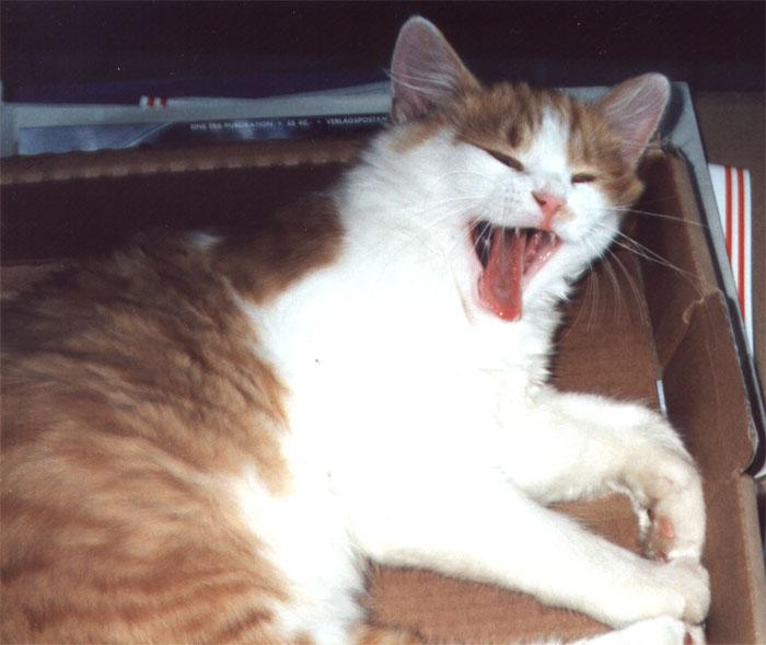wu2-House Cat-yawning.jpg