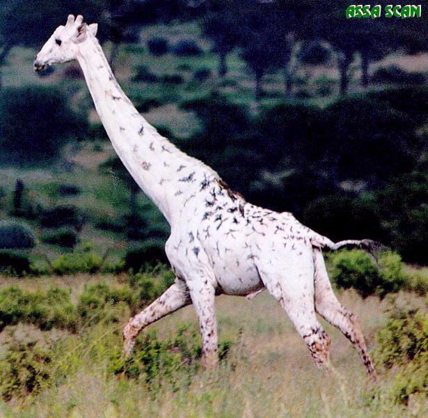 White Giraffe.jpg