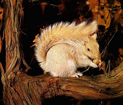 Albino Squirrel.jpg