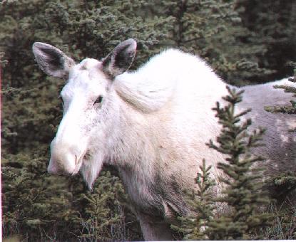 Albino-White Moose.jpg