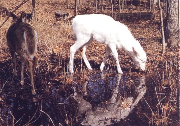 dh Whitetail Deer Norman Lightfoot.JPG
