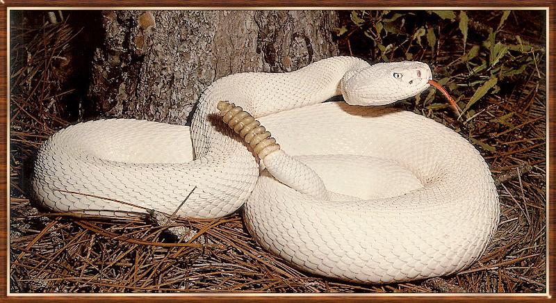 Snake bb001-leucistic Eastern Diamondback Rattlesnake.jpg