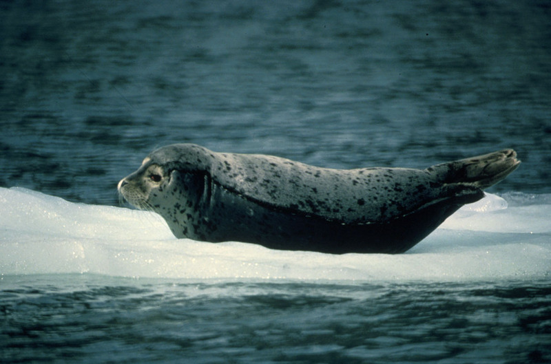 Harbor Seal.jpg