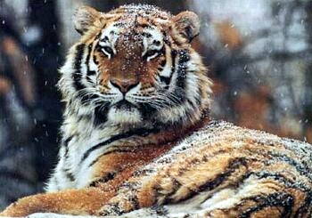 panthera tigris altaica.jpg