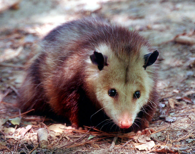 Virginia Opossom (Didelphis virginiana).jpg