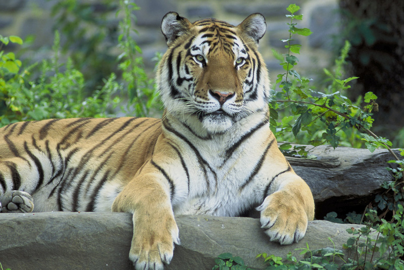 Tiger, Siberian.jpg