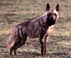 striped hyena.jpg