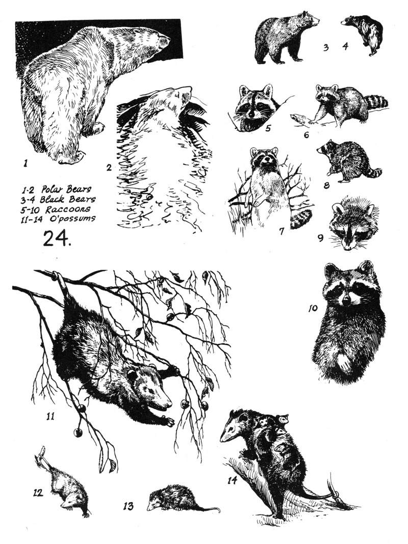 Mammals 24.jpg