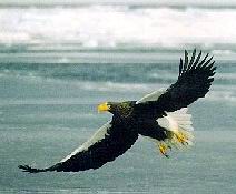 Steller s Sea Eagle.jpg