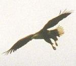 White-tailed Sea Eagle.jpg