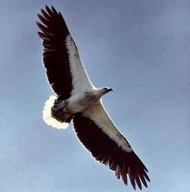 white-bellied sea eagle.jpg
