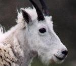 Rocky Mountain Goat.jpg