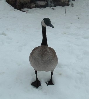 Canadian Goose.jpg
