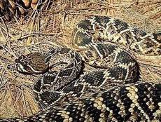 Eastern Diamondback Rattlesnake.jpg
