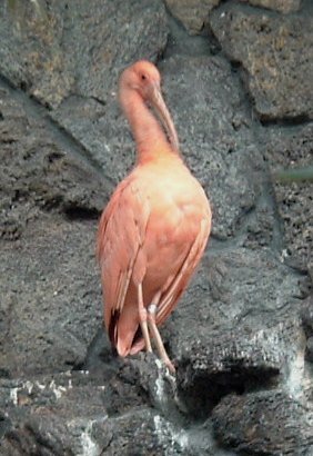Scarlet Ibis.jpg