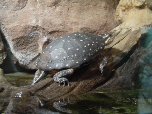 Spotted Turtle.jpg