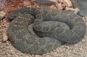 Rattleless Rattlesnake.jpg