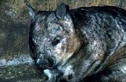Southern hairy-nosed wombat.jpg