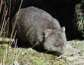 common wombat - Tasmania.jpg