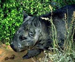 northern hairy-nosed wombat.jpg