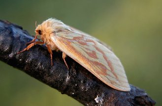 Ghost Moth - Hepialus humuli.jpg