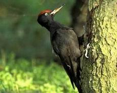 Black woodpecker - Dryocopus martius.jpg