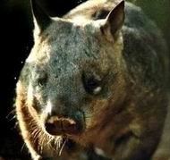 Southern Hairy-nosed Wombat (Lasiorhinus latifrons).jpg