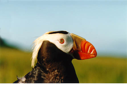 Tufted Puffin in Hand.jpg