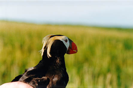 Tufted Puffin in Hand.jpg