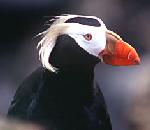 Tufted Puffin.jpg
