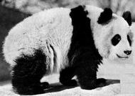 Ailuropoda melanoleuca - Giant Panda.jpg