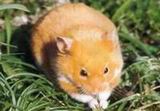 syrian hamster.jpg