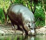 Pygmy Hippo.jpg
