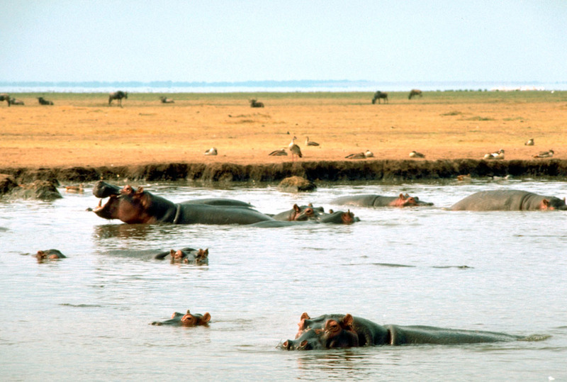 East African Hippopotamus.jpg