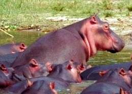 river hippopotamus.jpg