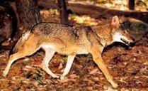 red wolf - Canis rufus.jpg