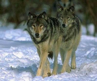 grey wolves.jpg