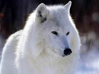 Arctic Wolf Canada - Canis lupus arctos.jpg
