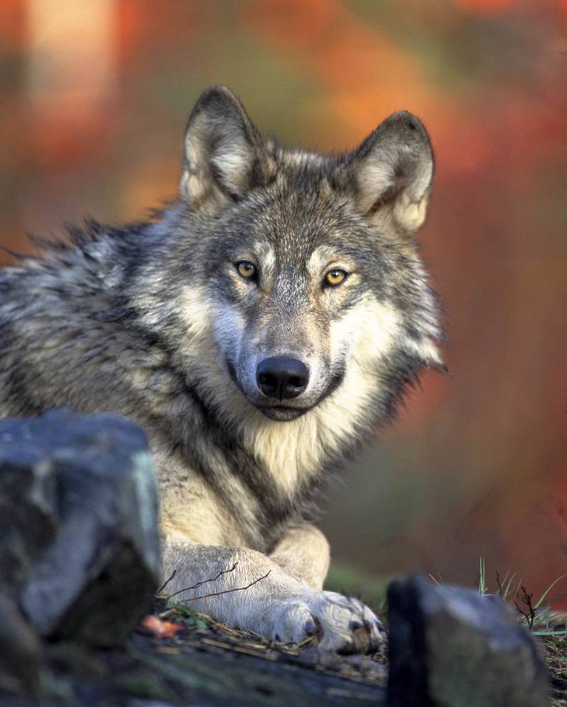Gray wolf.jpg
